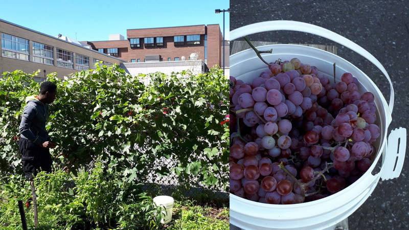 Potager
