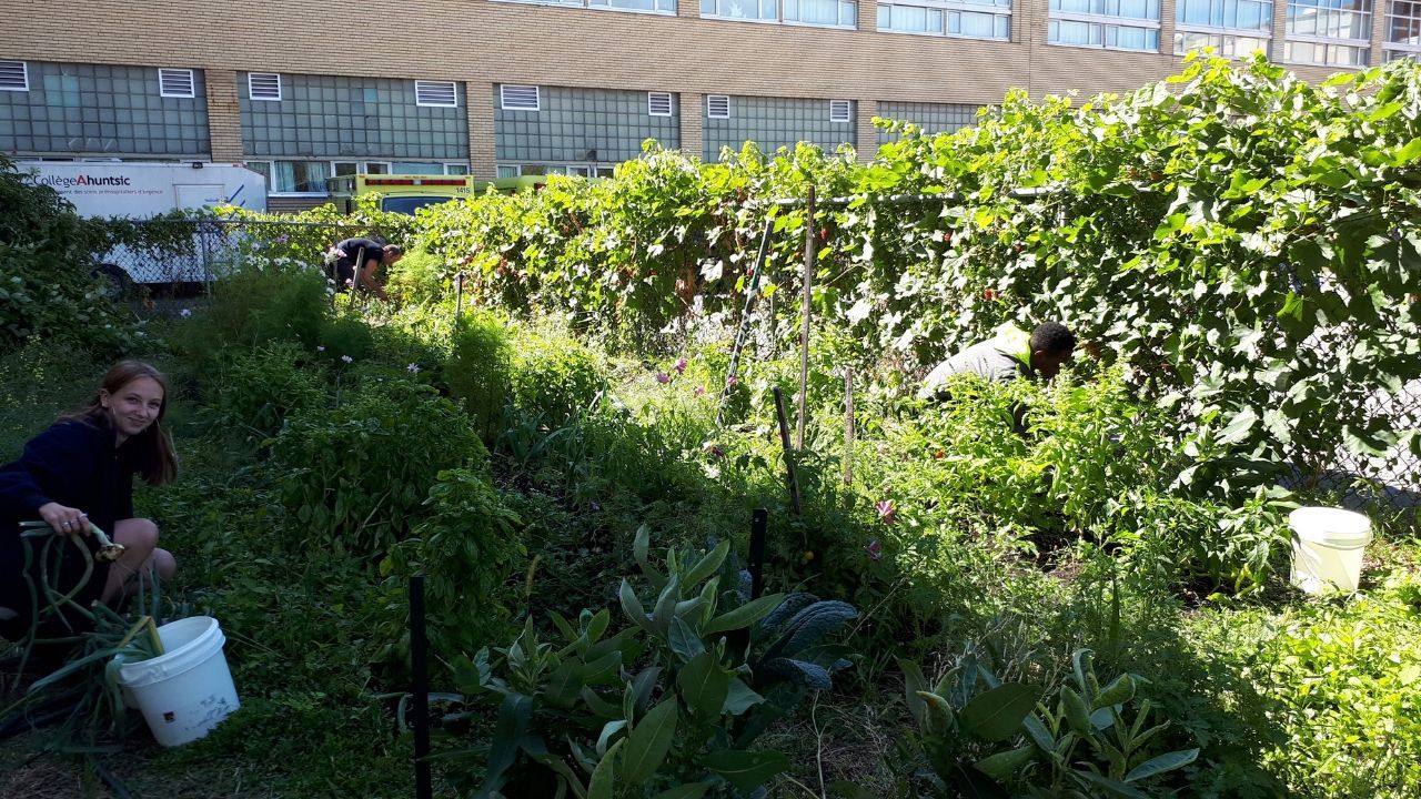 potager-récolte