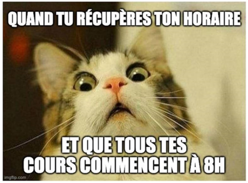 meme-chat