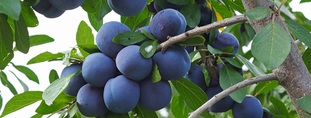 Intégrez les arbres fruitiers